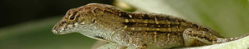 Brown Anole Lizard Care - WhitePython™