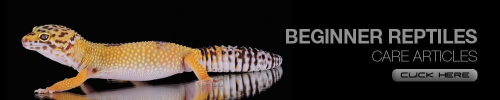 WhitePyton™ Reptile Videos